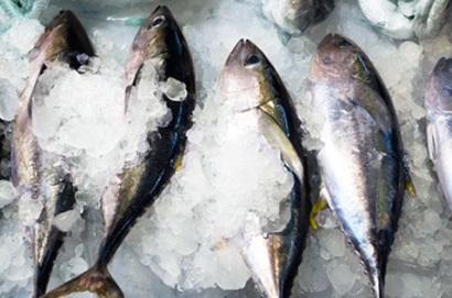 Giá cá ngừ trên toàn cầu tăng mạnh 