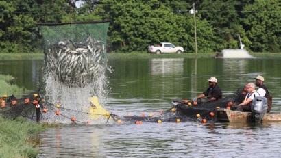 USDA công bố thu mua 20 triệu USD cá da trơn 