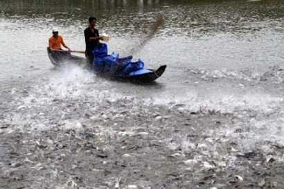 Giá cá tra nguyên liệu tăng