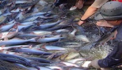 Nguồn cung cá tra phục hồi