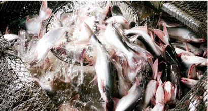 Phát triển thị trường cho cá tra theo quan điểm chiến tranh thương mại