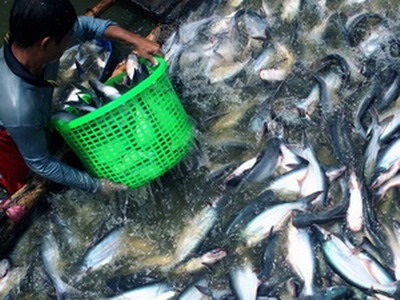Cần Thơ: Xuất khẩu cá tra tăng 20% so cùng kỳ năm 2015