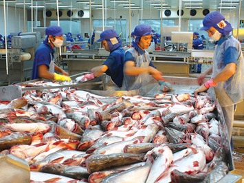 Doanh nghiệp cá tra lo gián đoạn xuất khẩu vì thiếu nguyên liệu đạt GAP