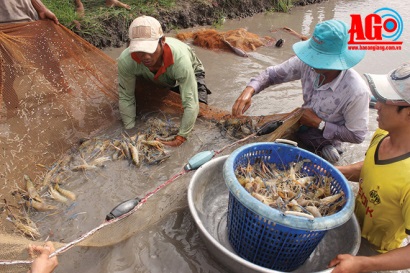 Hiệu quả tôm càng xanh
