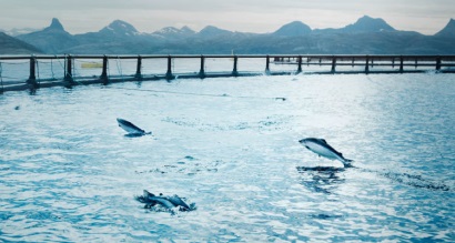 Chile: Giá cá hồi xuất sang Nhật Bản, Brazil giảm