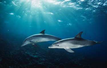 Ba công ty cá ngừ Mỹ đối mặt vụ khiếu nại đòi bồi thường “An toàn cá heo” 