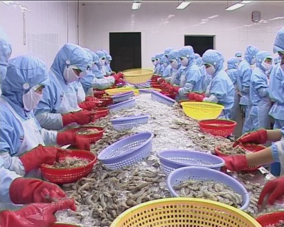 Xuất khẩu tôm sang Hà Lan tăng trưởng tốt
