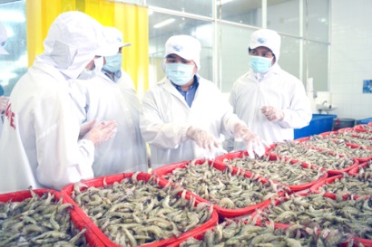 Cục Thú y tập huấn lấy mẫu cho chương trình kiểm soát an toàn dịch bệnh tôm đi Úc 