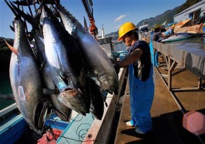 Đề xuất tăng sản lượng cá ngừ vây xanh của Nhật bị bác bỏ