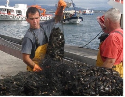 Chile: Sản lượng vẹm năm 2016 giảm 