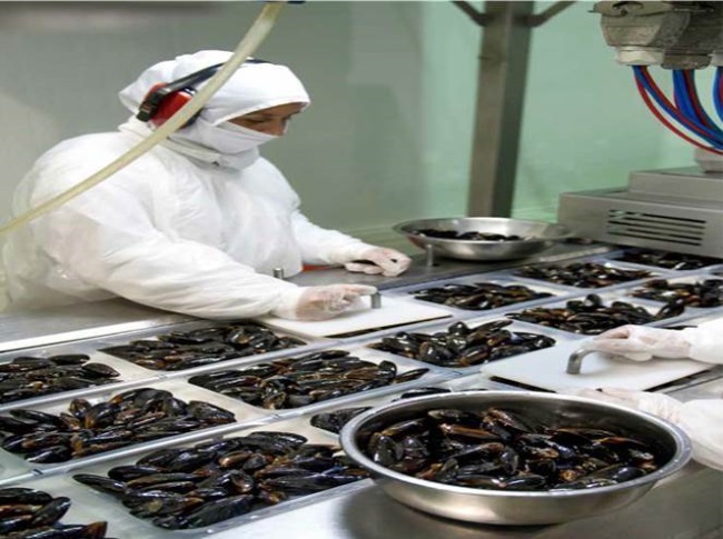 EU tăng nhập khẩu vẹm từ Chile