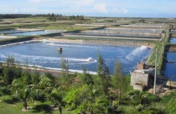 Trung Quốc: Giá tôm giảm xuống mức thấp 5 năm