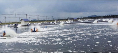 Năm 2016: Ấn Độ là nước xuất khẩu tôm lớn nhất thế giới 