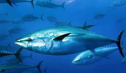 Tây Ban Nha dự kiến sẽ đạt được mức tăng cao nhất đối với TAC cá ngừ vây xanh 