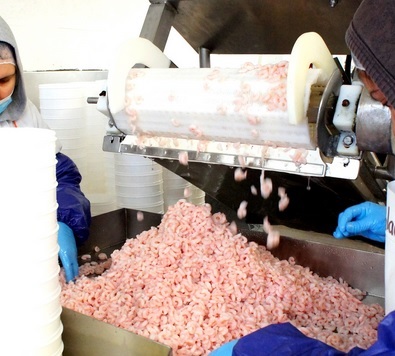 Greenland cần kiểm soát sản lượng để duy trì MSC