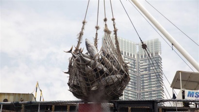 Giá cá ngừ vằn Bangkok cỡ trên 1,8kg tăng tiếp