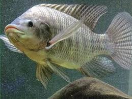 Cá rô phi hồ Victoria có nguy cơ bị tuyệt chủng do khai thác quá mức 