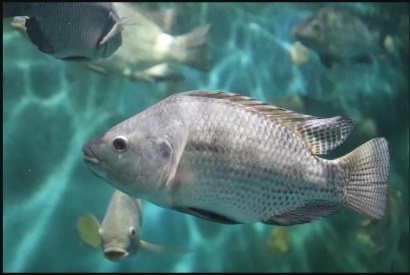 Thức ăn vi tảo bền vững cho cá rô phi sông Nile