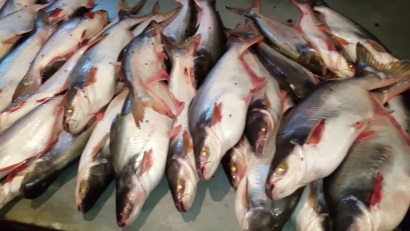 Công ty Algix Jamaica cạnh tranh với cá tra Việt Nam tại EU