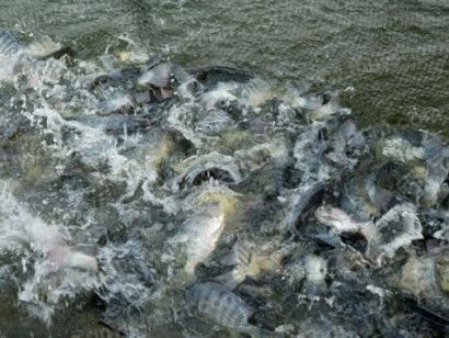 Động lực học công nghiệp và lợi thế định vị của công ty trong nuôi cá tra và cá hồi