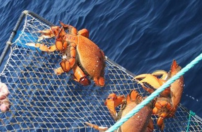 Xuất khẩu cua huỳnh đế của Na Uy tăng mạnh