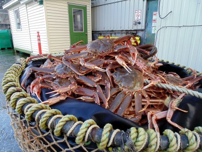 Canada: Giá cua tuyết tiếp tục tăng 