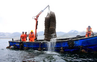 Peru: Sản lượng sò điệp tăng nhẹ