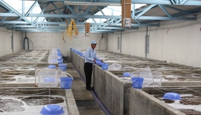 Đầu tư hơn 80 tỷ đồng cho dự án sản xuất tôm giống tập trung tại Cà Mau