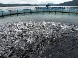 Regal Springs dự kiến sản xuất 100.000 tấn cá rô phi trong năm 2018 