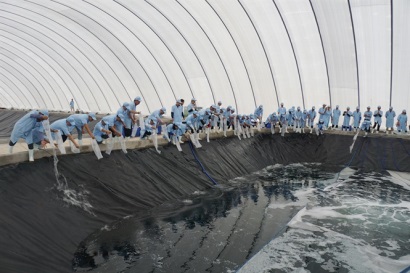 Tập đoàn Việt - Úc công bố tôm giống chất lượng cao