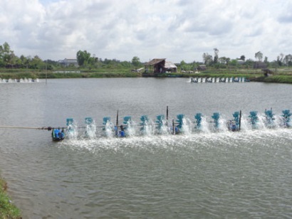 Người dân Đà Nẵng làm giàu từ nuôi tôm thẻ chân trắng
