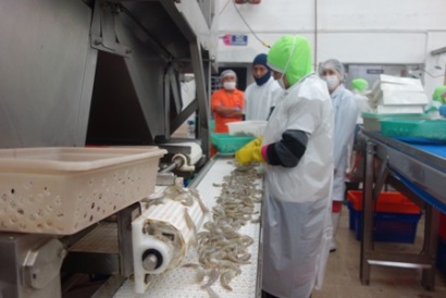 Ecuador: Sản lượng tôm giảm trong tháng 8/2017