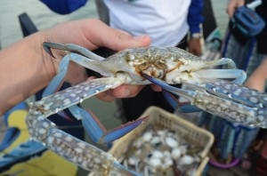 Indonesia: Giá ghẹ xanh tiếp tục giảm