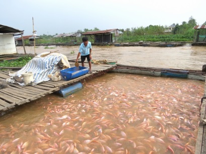 Giá cá điêu hồng tăng