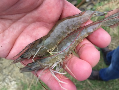 Ecuador áp dụng chương trình bền vững đối với người nuôi tôm vừa và nhỏ