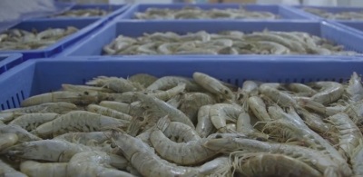 Peru: Các nhà xuất khẩu dự kiến xuất tôm sang Brazil