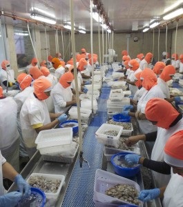 Ecuador: Giá tôm tăng do sản lượng giảm