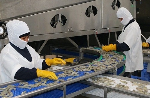 Ecuador tăng xuất khẩu tôm sang EU và Mỹ