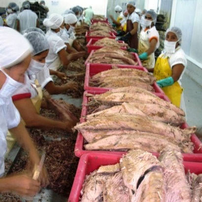 Xuất khẩu cá ngừ của Ecuador sang EU trong bối cảnh giá cao