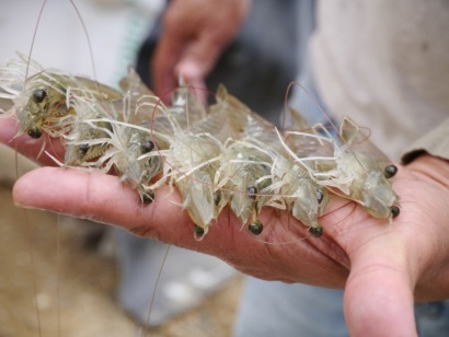 Ecuador: Sản lượng tôm năm 2017 dự kiến vượt 400.000 tấn