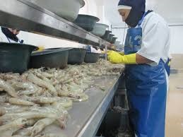 Ecuador: Xuất khẩu tôm vượt 300.000 tấn trong nửa đầu năm nay