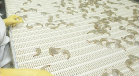 Ecuador: Xuất khẩu tôm sang Italy bị ảnh hưởng bởi Covid 19