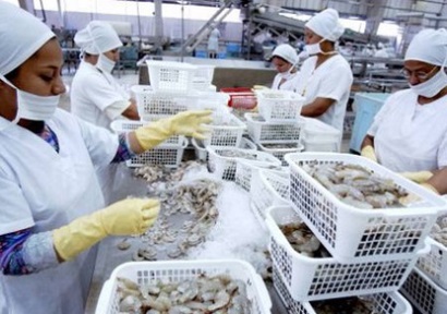 Các nhà đóng gói tôm Ecuador bắt đầu xuất khẩu sang Braxin 