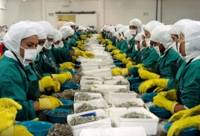 Ecuador: Giá tôm giảm trong tháng 11