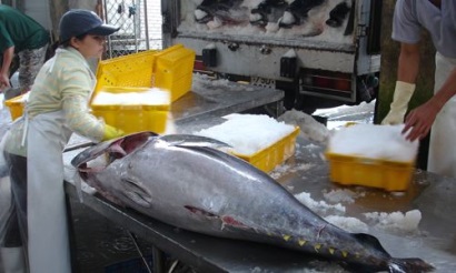 Triển vọng xuất khẩu cá ngừ của Việt Nam sang EU