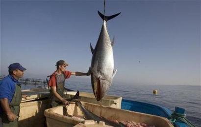 Cá ngừ vẫn là sản phẩm được tiêu thụ nhiều nhất tại EU