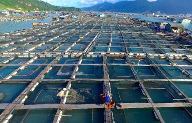 Trung Quốc ủng hộ cách mạng nuôi trồng thủy sản xanh