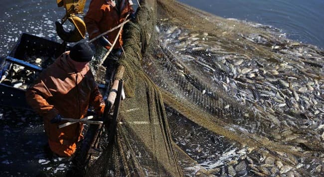 Quản lý nghề cá bền vững để đảm bảo an ninh lương thực