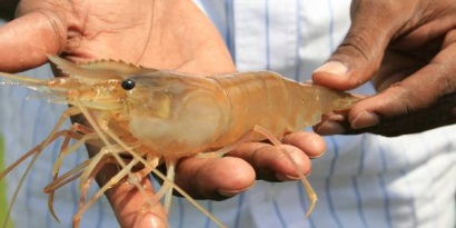 Mỹ giảm thuế chống bán phá giá đối với tôm Ấn Độ