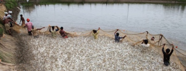 Ấn Độ: Dịch Corona không ảnh hưởng xuất khẩu thủy sản sang Trung Quốc 